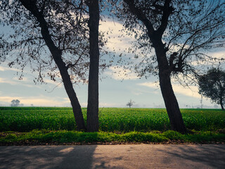 sunrise in the park