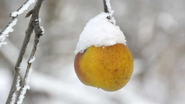 pan of autumn snowfall on apple tree, snowflakes falls on the branches with snow-covered apples cloes up view.
