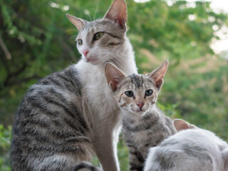 Fototapeta na wymiar Mother Cat and Kitten