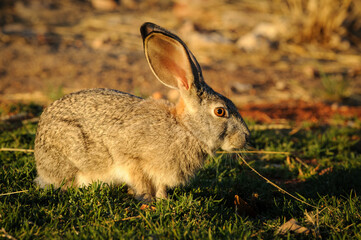 Scrub hare