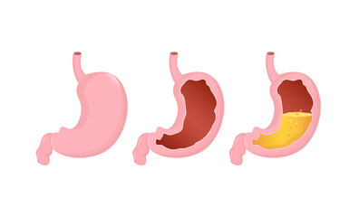 Obraz premium Stomach organ. Flat cartoon vector illustration. Health care concept. Isolated vector icon. Human organs isolated on white background.