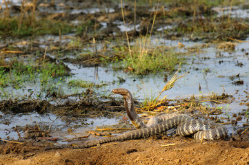 Western barred sptting cobra
