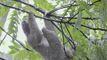 sloth climbing on a tree in Costa Rica rainforest 