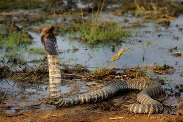 Western barred sptting cobra