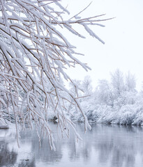 Branches under snow