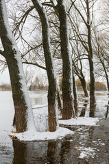 Trees in early spring water of river