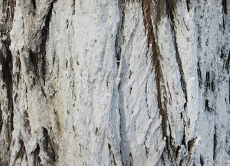 Whitewood texture with textured bark. White for protection.