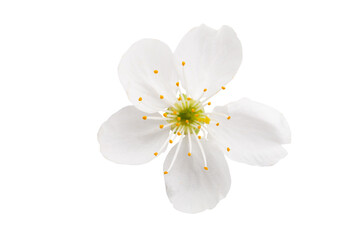 Fototapeta na wymiar cherry blossom isolated