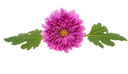 chrysanthemum flower isolated