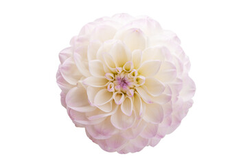 dahlia flower isolated