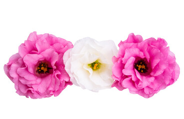 eustoma flower isolated
