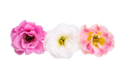 eustoma flower isolated