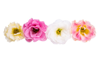 eustoma flower isolated