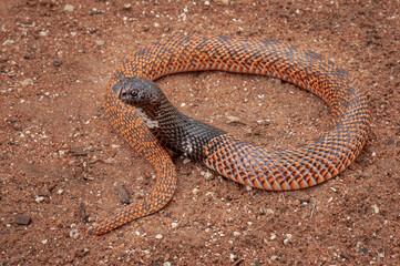 Speckeld shield nose cobra