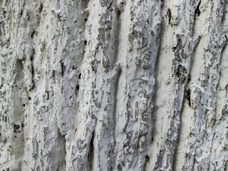 Obraz premium Whitewashed tree bark. Wood and paint texture. Eco protection. Natural background with irregularities.