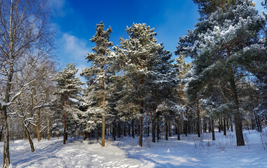 Beautiful coniferous forest on a winter sunny day in Riga, Latvia
Cold winter weather.