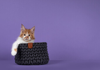 Adorable red with white Maine Coon cat kitten, sitting in knitted basket with one paw hanging relaxed over edge. Looking towards camera. Isolated on a purple background.