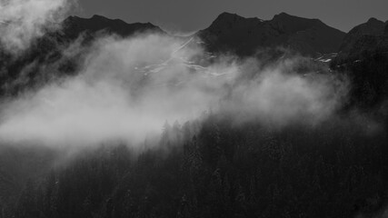 larch and fir forest after the snowfall in the upper Maira Valley
