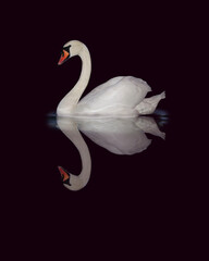 Naklejka premium White swan sailing and reflecting in black water.
