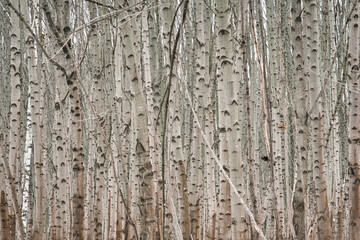 Obraz premium Laubwald im Winter 1