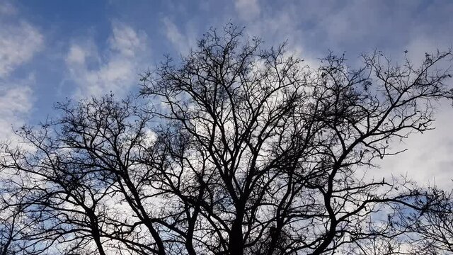 blue cloudy evening sky with bare tree silhouette.