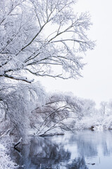 Trees covered with snow in winter season