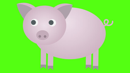 isolated pig on green background