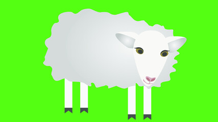 isolated sheep on green background