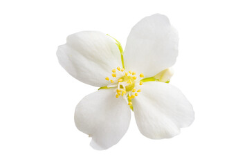 Naklejka na ściany i meble jasmine flower isolated