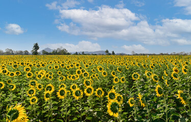 .Sunflowers Field Back Side at lop buri. Thailand,