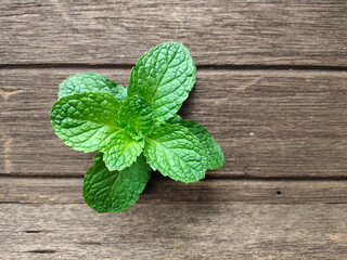 mint on wooden background