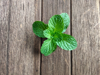 fresh mint on wooden background