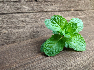 fresh mint on wooden background