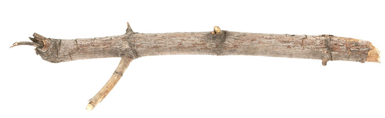 Dry tree twigs branches isolated on white background. pieces of broken wood plank on white background. close-up
