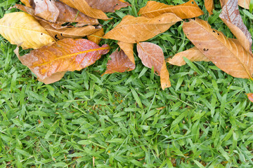 Spring Blossom over green background. Summer Flowers with vintage retro picture style.