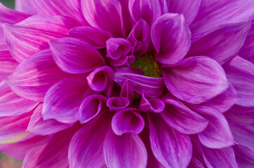 Pink Dahlia Flowers Closeup