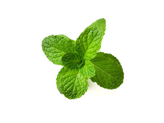 fresh mint leaves