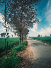 trees standing by road in the countryside