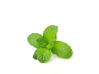 mint isolated on white background