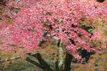 autumn trees in Japan