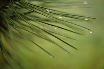 Wet pine branch with green needles in rain drops