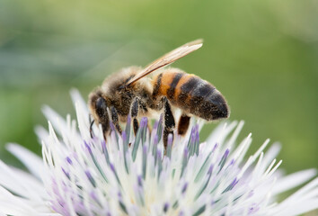 A bee pollinates white flowers. Spring