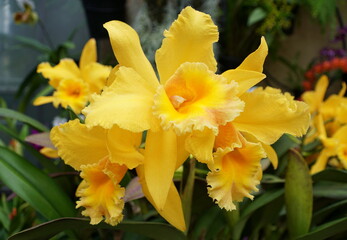 Fototapeta premium Yellow color of Brassolaeliocattleya orchids Golden Sands 'Elizabeth'
