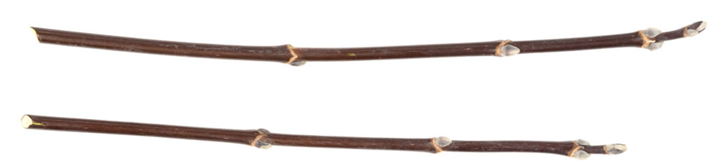 Dry tree twigs branches isolated on white background. pieces of broken wood plank on white background. close-up