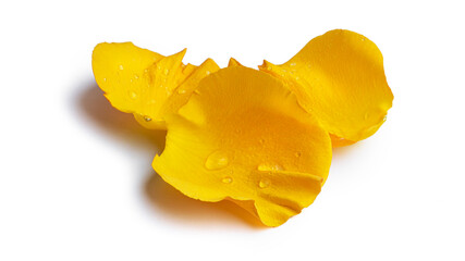 Yellow rose petals isolated on a white background.