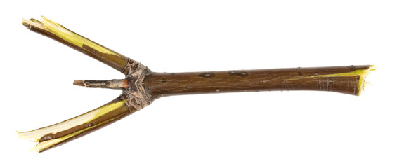 Dry tree twigs branches isolated on white background. pieces of broken wood plank on white background. close-up