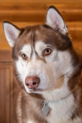 Portrait siberian husky dog with blue eyes, close up.