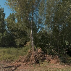 landscape with trees