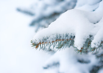 Blue spruce under the snow