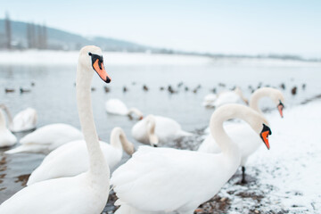 Group of beautiful white swans on riverside in winter day.